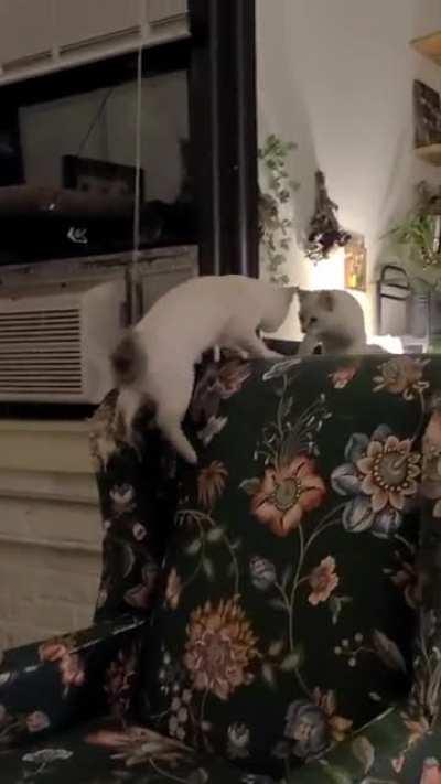 Isla getting spooked