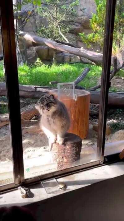 Feeding time for Bol & Polly