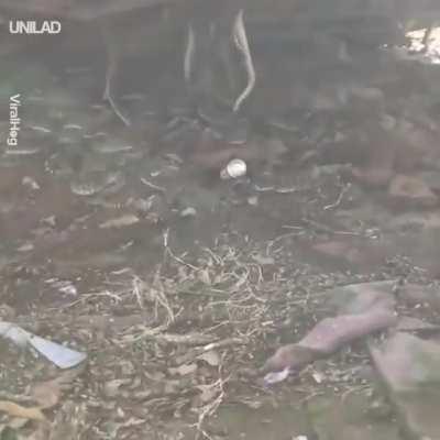 Discovering a rattlesnake den...in your backyard.