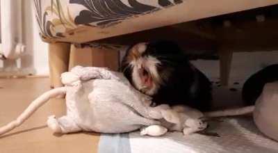 Big yawn from Walter!