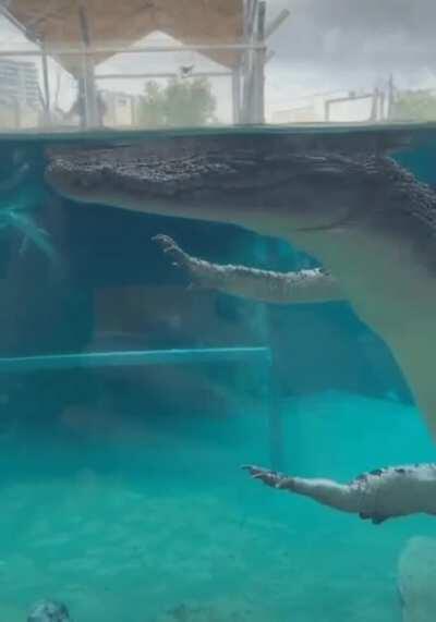 Next time you see a croc floating towards you, remember this image and you won't panic