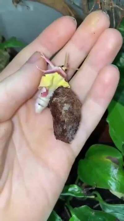 The birth of a Chinese moon moth.