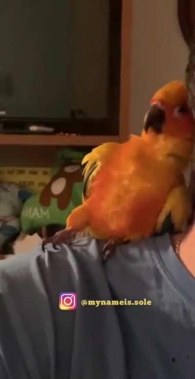 Parrot romantic dance to owner.