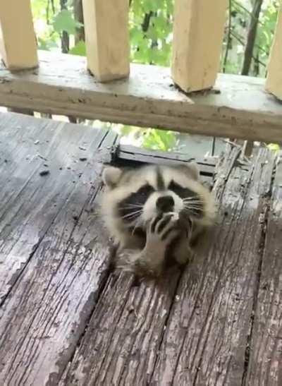 Follow-up: You all seemed to like this porch raccoon, so here's more