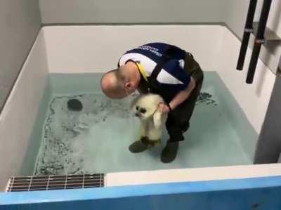 Seal Pup Swim Training