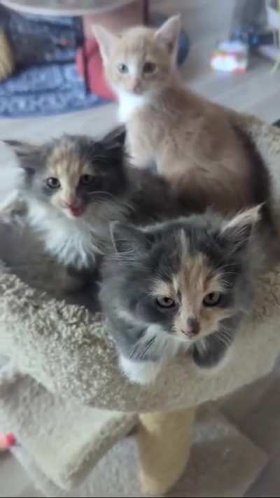 volume up for maple, ash & forklift EEP’s 