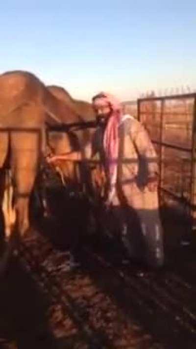 Man drinks camel's urine straight from the source. Saudi Arabia