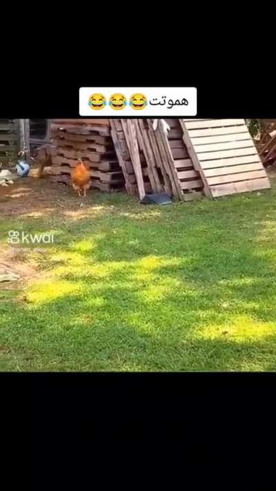 the way the chicken jumps after the bark 😂