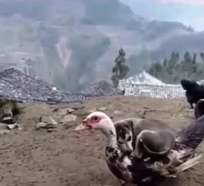 every fluff is a pillow if you are this doggo