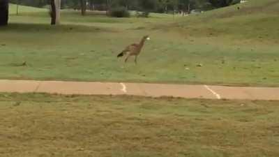 🔥 A red-legged seriema trying to crack a golf ball it thought was an egg