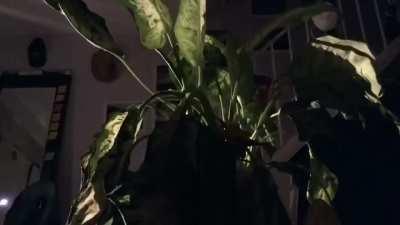 My Diffenbachia coming back to life (18hr timelapse)
