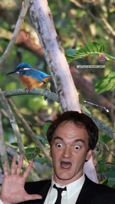 Me seeing a kingfisher’s projectile poop for the first time: