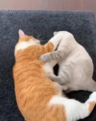 Cat finds a friend.