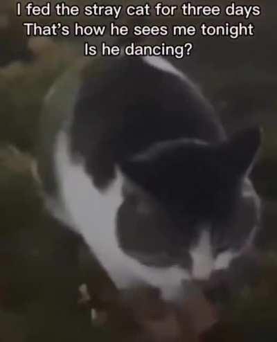 Stray Chonk. source : Twitter