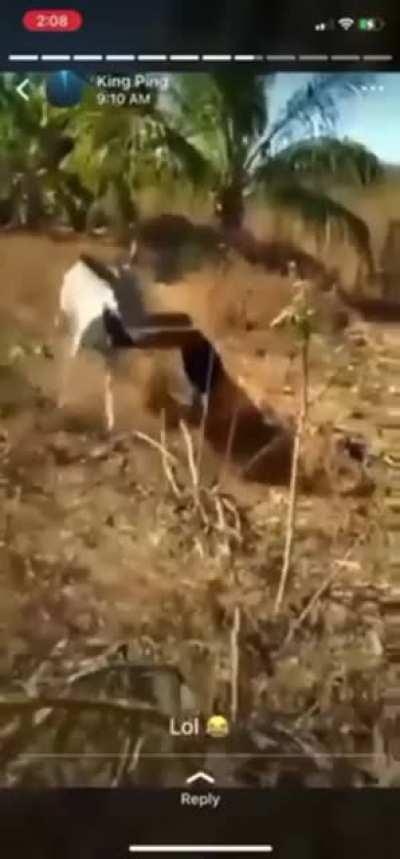 Max vs his lame ah brother