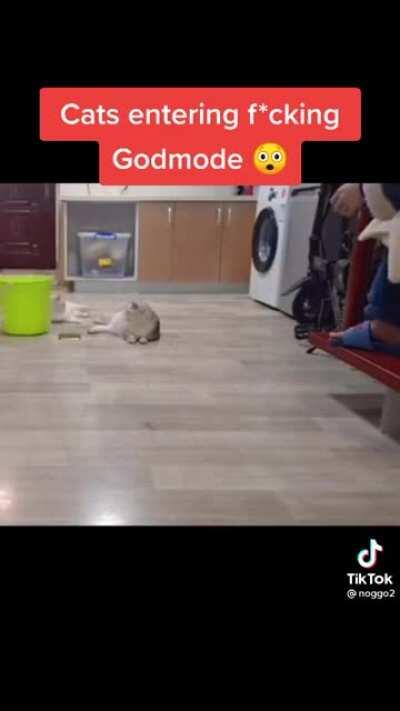 Insane cat bottle flip