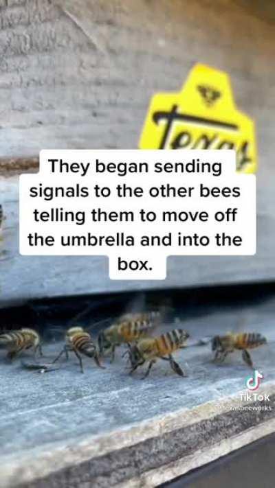 Beekeeper finds a Queenless-swarm under an umbrella and helps them out