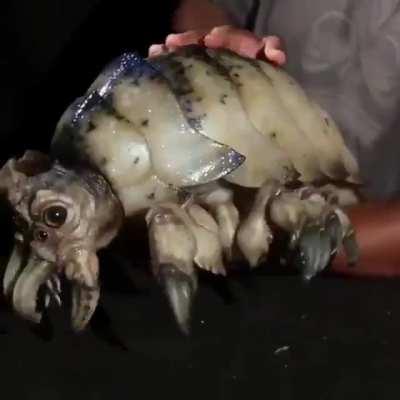 This realistic mechanical toy from the film 'Pacific Rim'