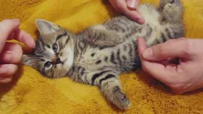 The luckiest cat in the world