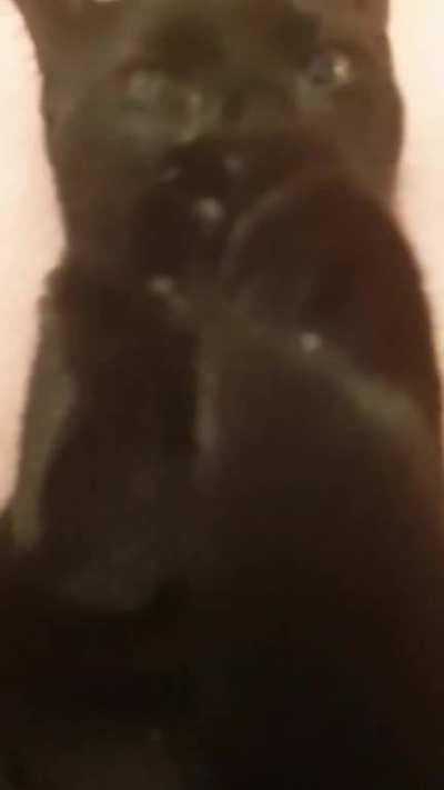 My 5 month old kitten sucks her tail to sleep - it's basically the cat version of sucking her thumb.