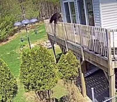 Bear does some parkour