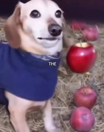 Apple's Universe 🍎🐶