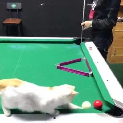 Joker and Morgana at Penguin Sniper