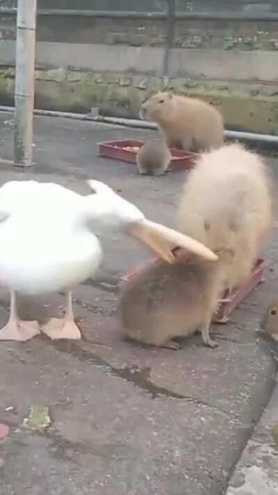 Que gordito que estás, Carpinchito.