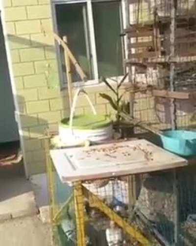 Как поймать голубя