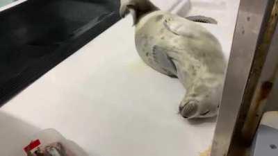 Hand feeding a baby seal