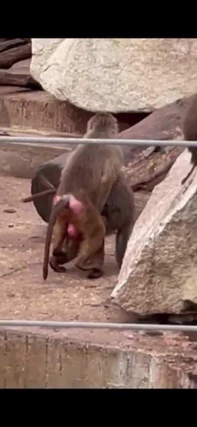 Maximus respeta la intimidades de orslok 😡