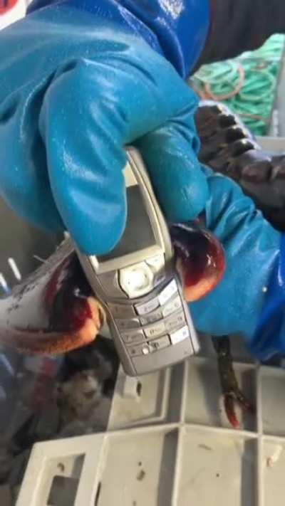 Larry: Eraidator Of NOKIA, Menace To All Mobile Devices.