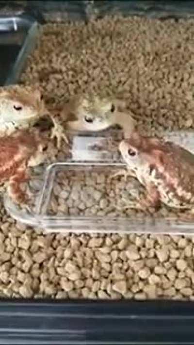 when teammate steal your loot 😂