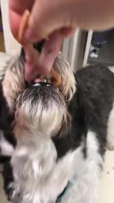 13 year old Chico will have to cross that Rainbow Bridge soon, but until then he’s learned suddenly his table begging works every single time.