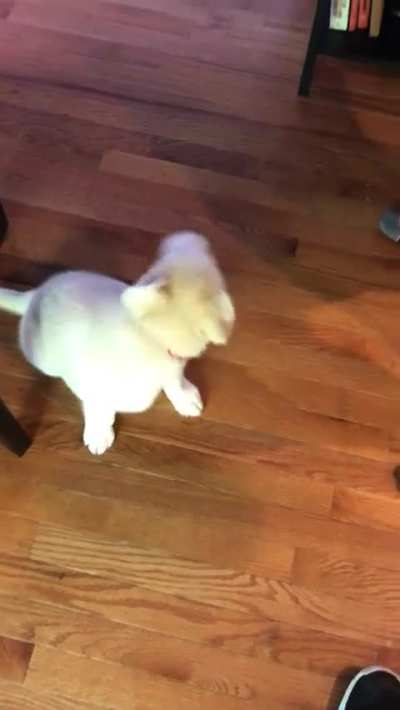 Dramatic awoo… wait for it