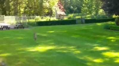 Bunny has a very, VERY bad day