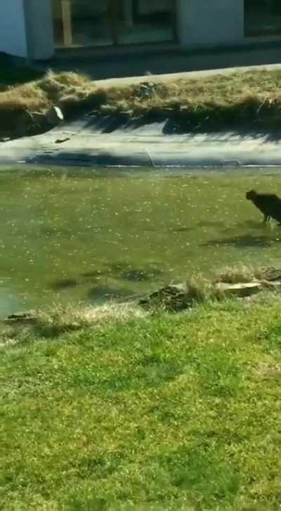 Need to catcha da fush