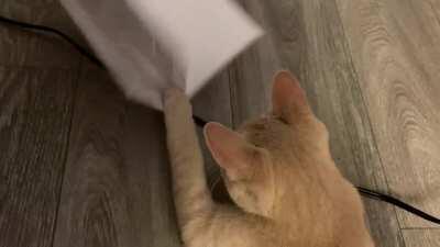 When you catch your cat reading 😍