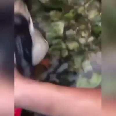 Aggressive goose gets a taste of its own medicine