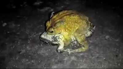 🐸