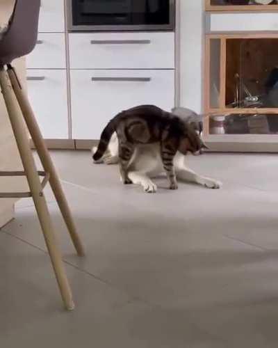 И на голове, он имел его тоже...