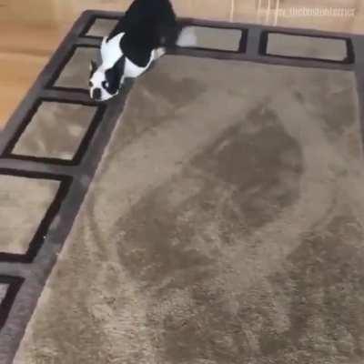 Entrepreneurial Pup discovers entirely new system for scritches