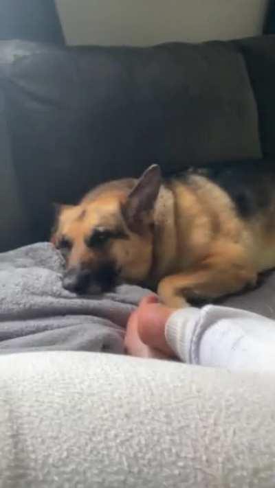 When you and your sister were raised lazy, but the foster is high energy 😆