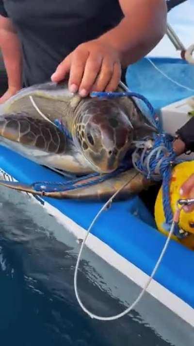 Freeing a sea turtle tangled in abandoned fishing line