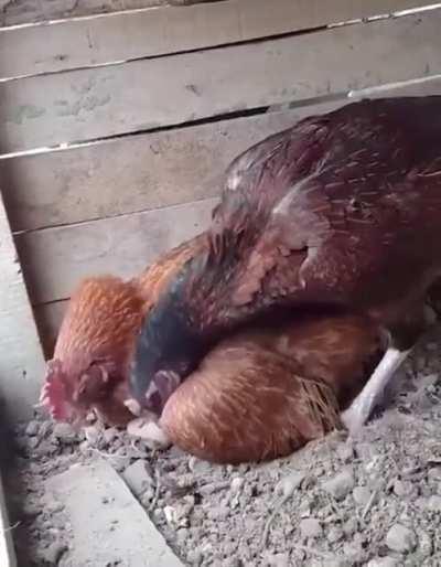 Bad parenting isn't tolerated, even in nature.