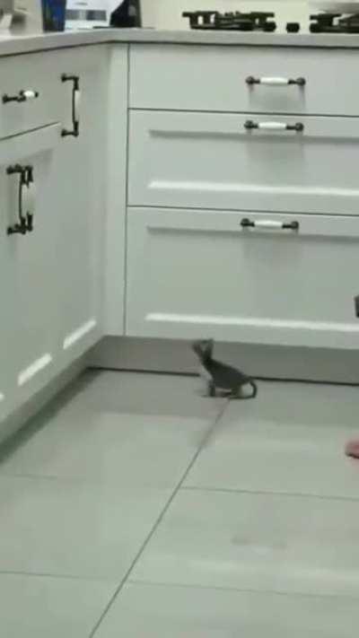 to jump on the counter