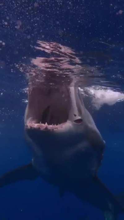 The biggest open mouth i have ever seen.