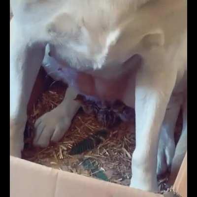 This dog so in love with chicks.