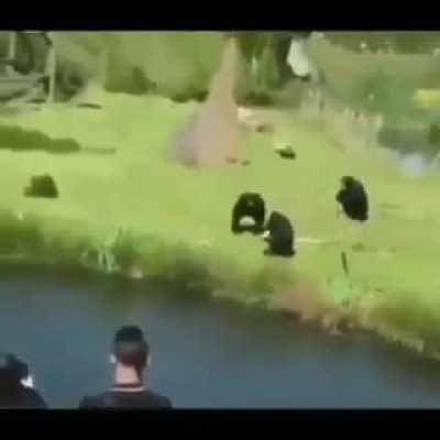 Eso te pasa por meterte con la raza😡