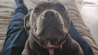 Baxter, my adorable little hippo ❤️